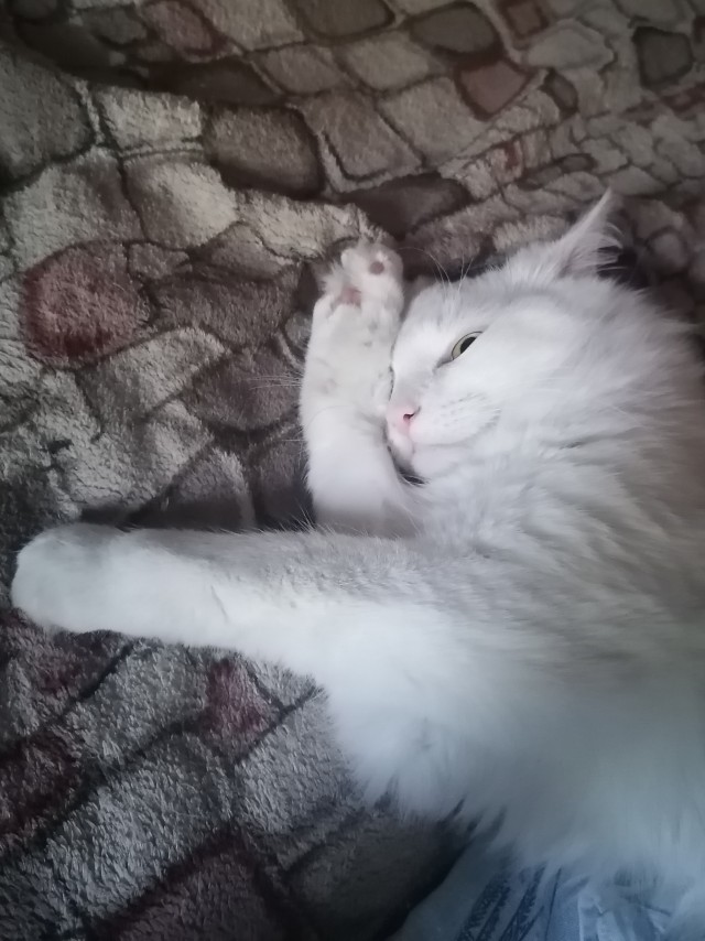 Котофторниг