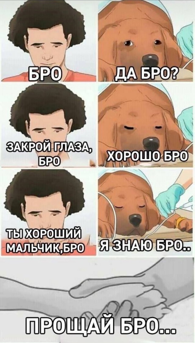 Пёс и укольчик