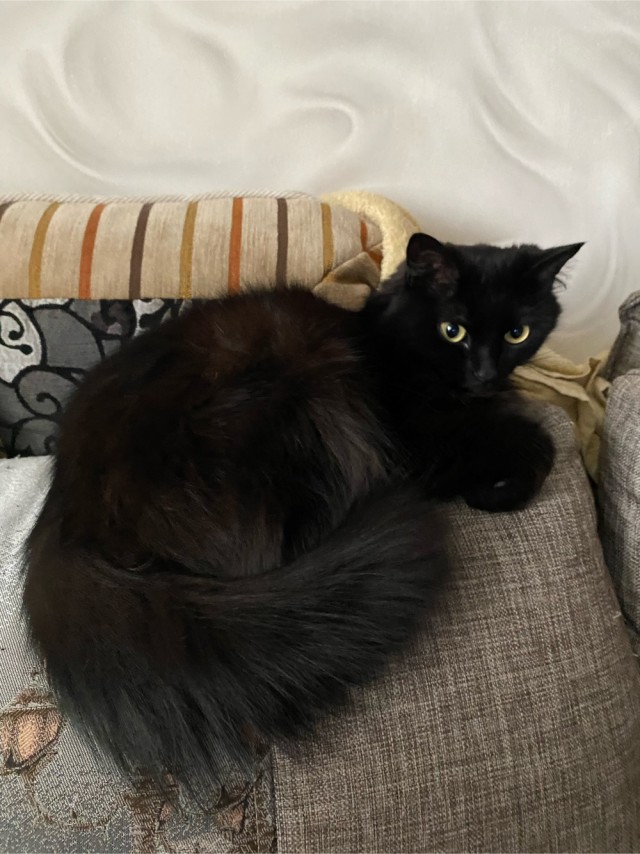 Котовторник 7.11.23
