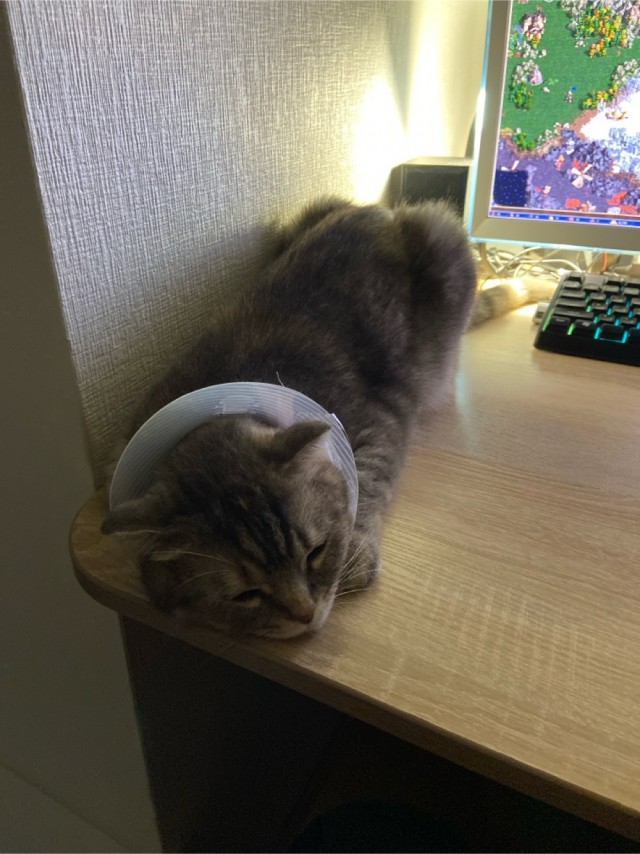 Геройская кошка