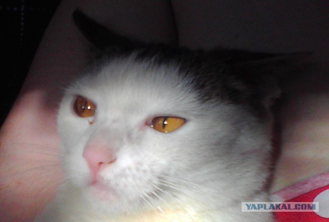 Котовторник 04.06.2013