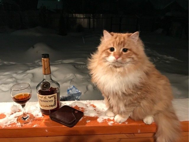 Просто кот. Самый красивый