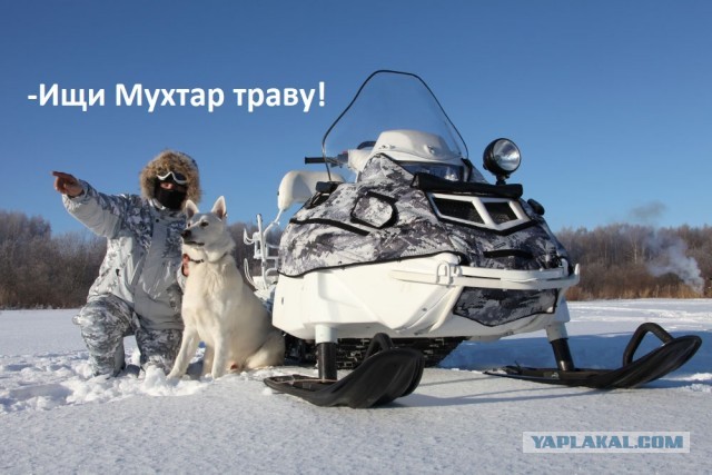Трое россиян прикинулись снегом, чтобы незаметно собирать коноплю: «Шоу» заметили полицейские и закончили представление