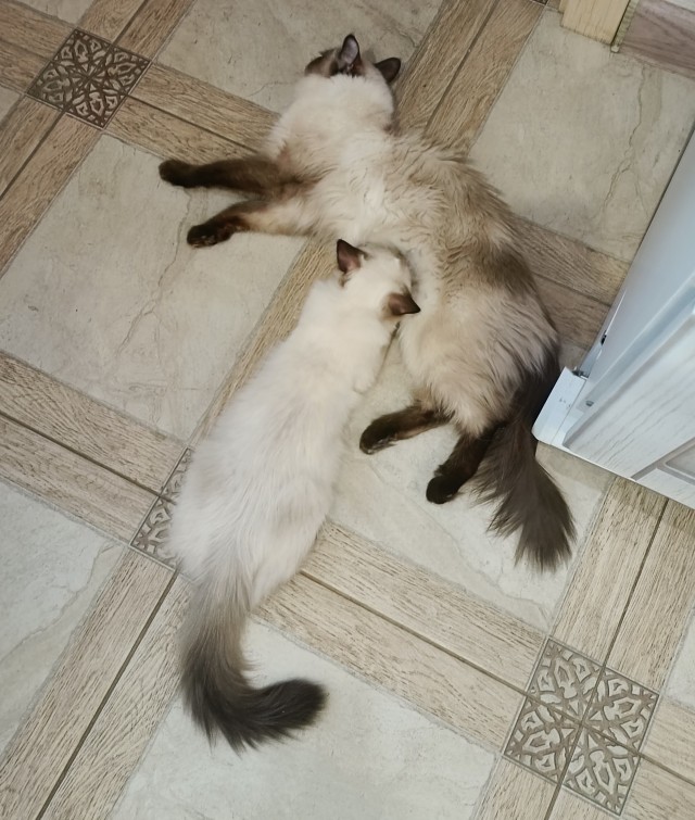 Мои сибирские красотки