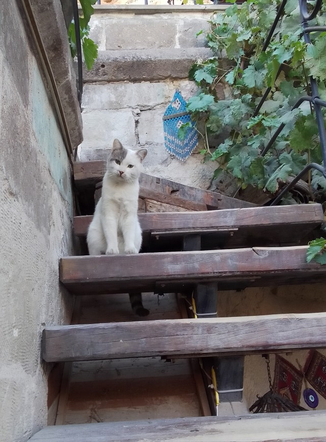 Котовторник, Ласточкино гнездо 2024