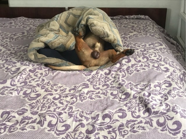 А как спят ваши питомцы?
