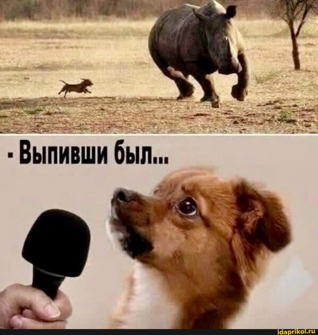 Юмор в картинках за пол дня и клуб приемных детей