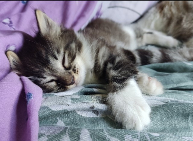 Очень грустный котовторник