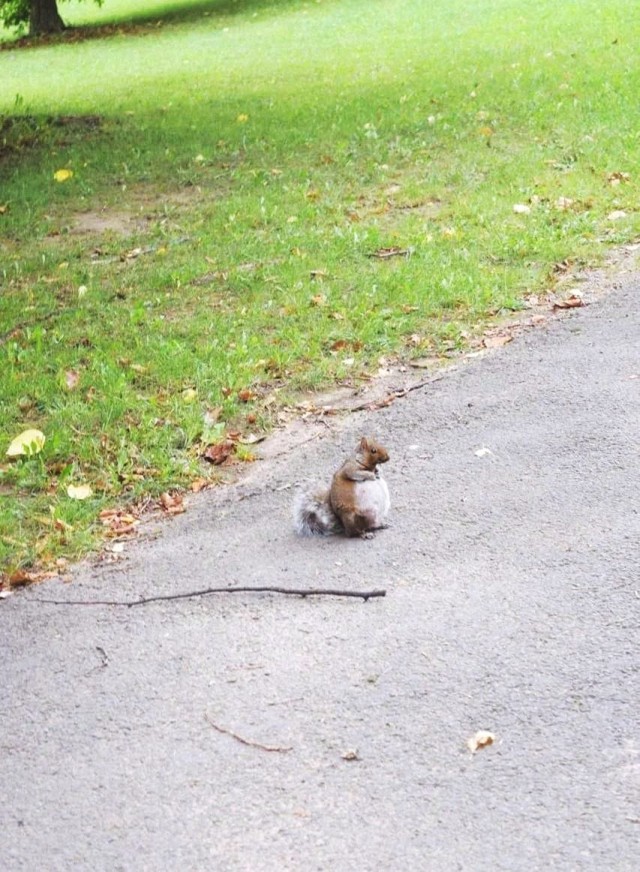 Беременную белочку во время прогулки заметили в парке Москвы