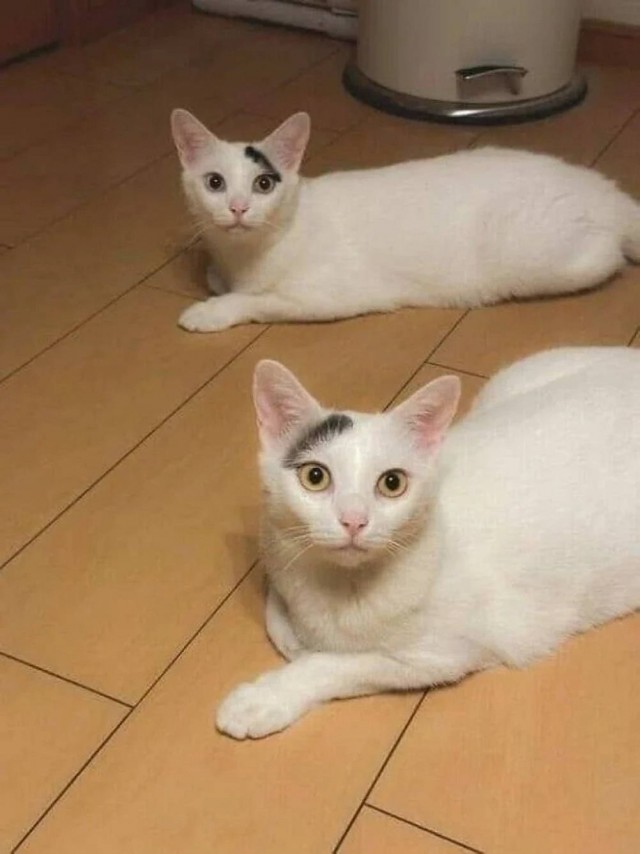 Чутка кошек