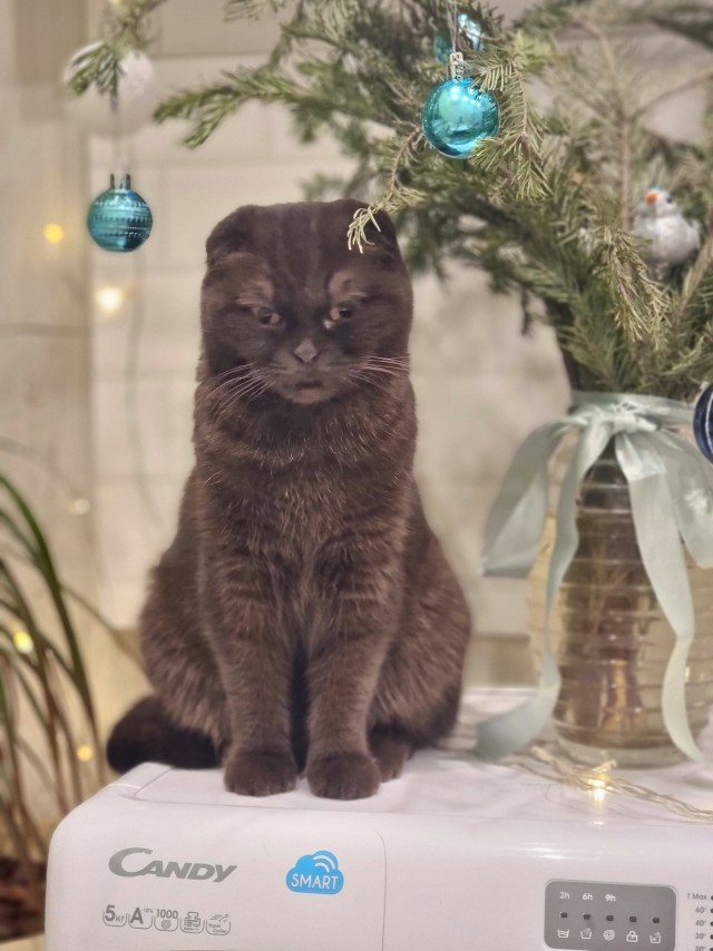 Вот и мой кот