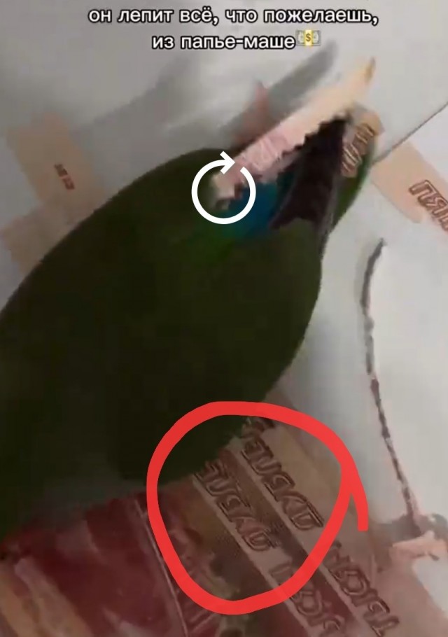 Перья из пятитысячных купюр сделал себе попугай — его хозяева просто оставили наличку на комоде