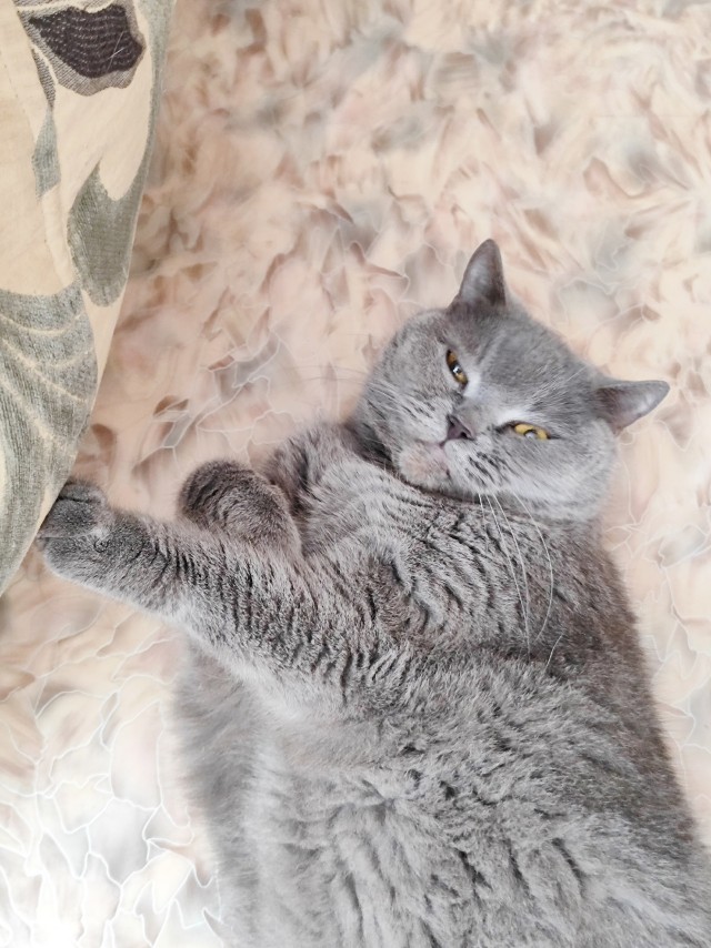 С котовторником!
