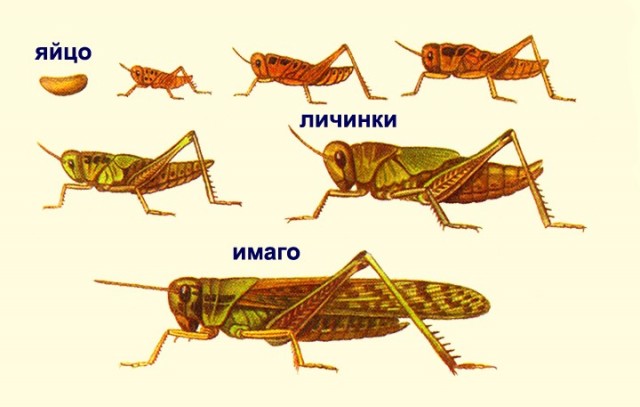Жук-олень...