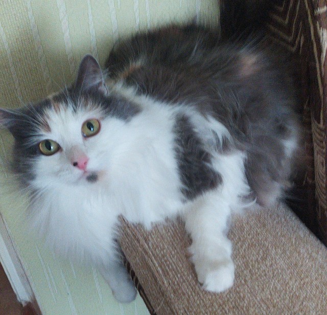 Котовторник
