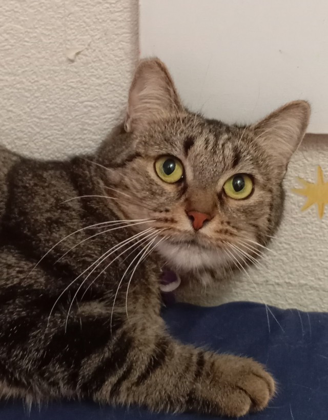 Мой котик