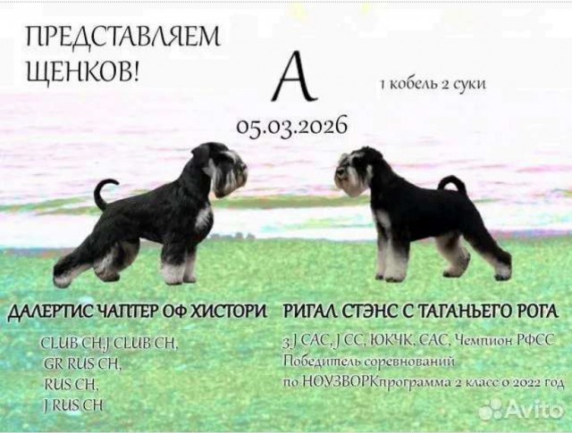 Щенок Чёрного терьера и щенок Цвергшнауцера
