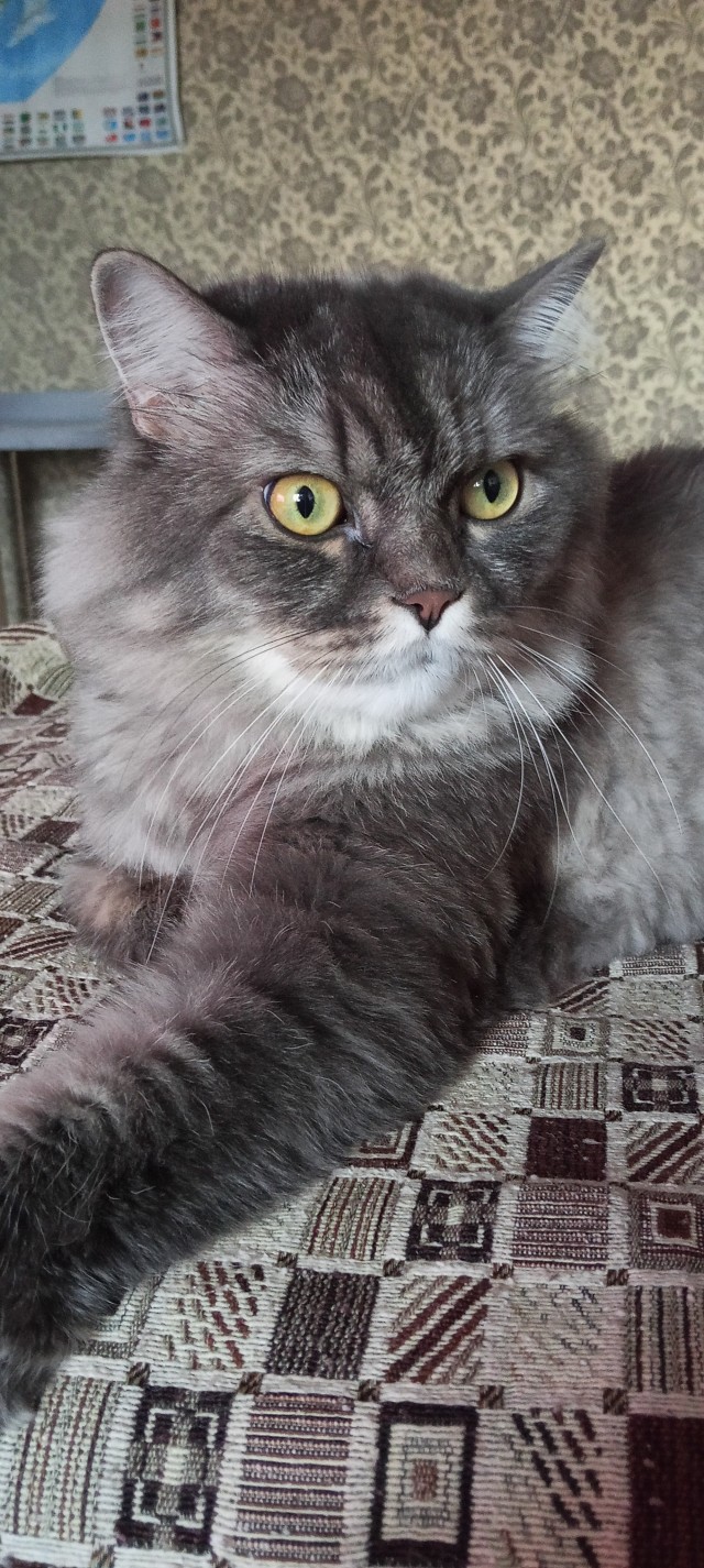 Фотки красивого кота.