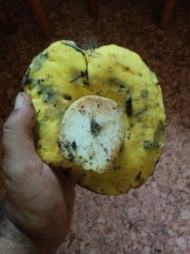 Грибалка