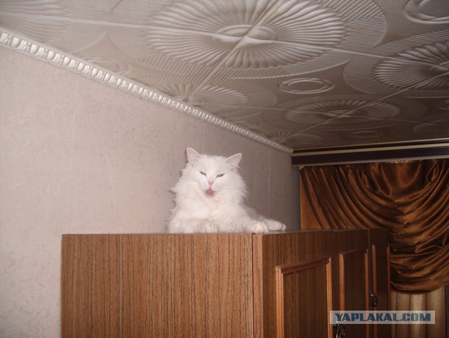 Котовторник 6.05.2014