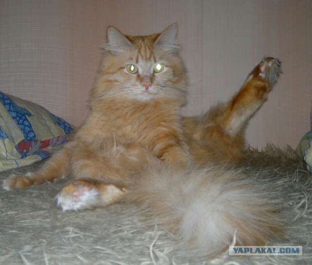 С Котовторником!