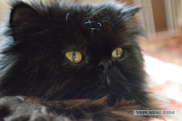 Котофоты - выставка.