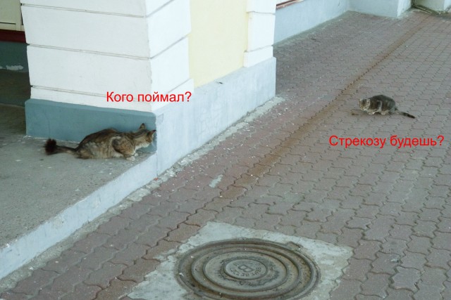 Котовторник 22.07.14