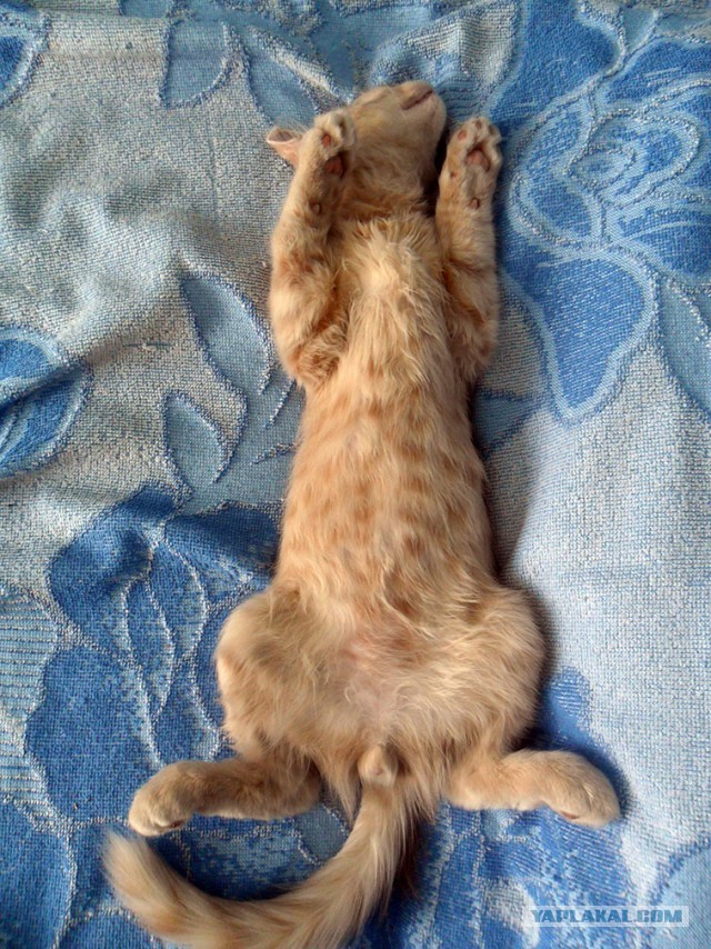 Котовторник 22.07.14