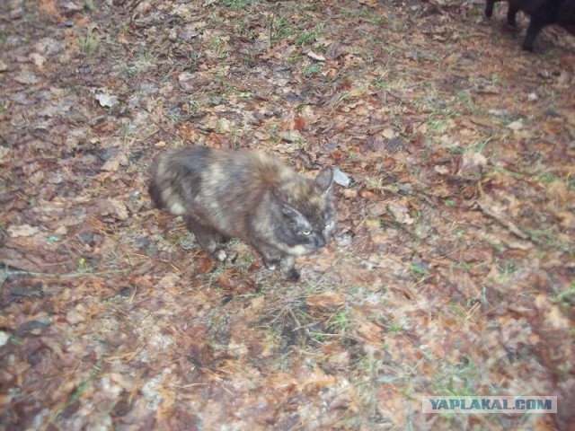 Жизнь домашнего приюта для котеек