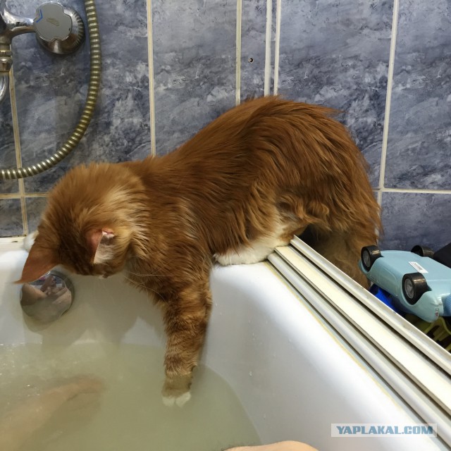 Котовторник