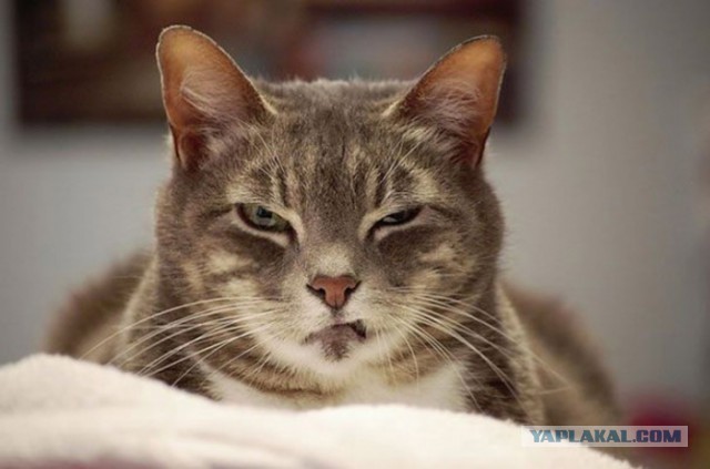 Котовторник