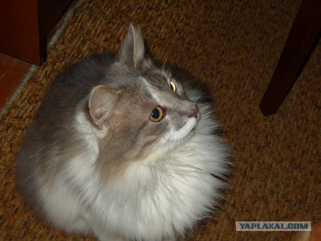 Котовторник 31.03.2015