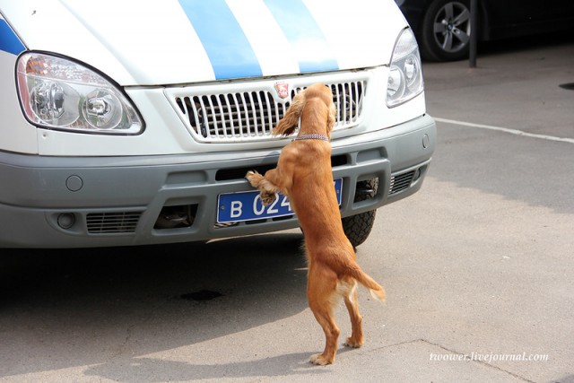 Центр кинологической службы Упр-ния на транспорте