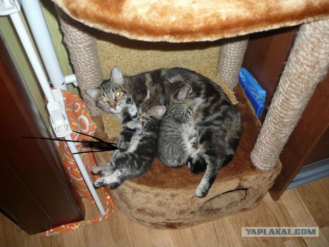Котовторник 16.06.2015., Котовторник наступил!