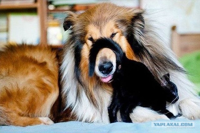 День кошек в России