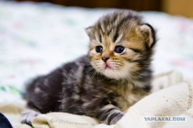 Котовторник 03.11.2015