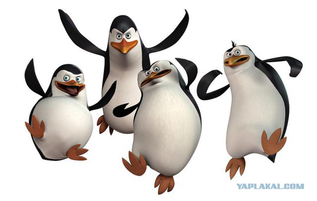 Пятеро пингвинов сбежали из зоопарка