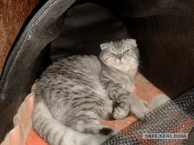 Котооо-о-о-вторник