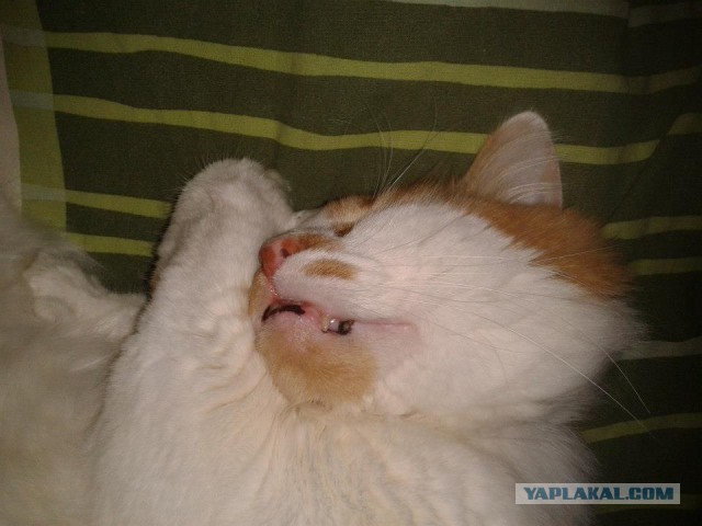 Котовторник