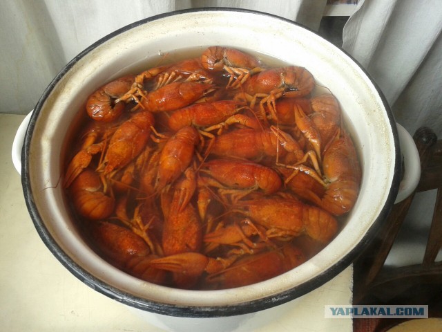 Раки