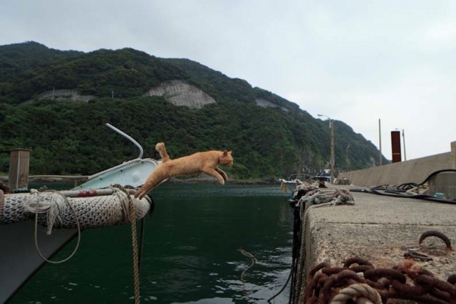 Коты острова Тасиро