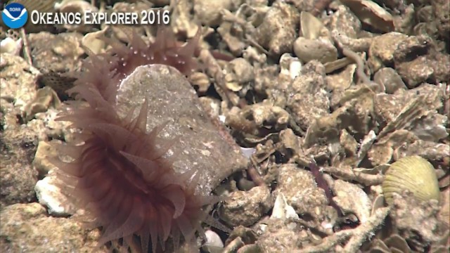 Началась онлайн-трансляция происходящего в самом глубоком месте Земли