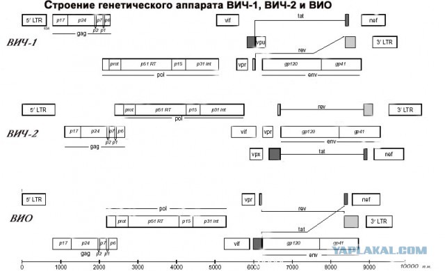 ВИЧ-СПИД - самая масштабная афера ХХ века и преступление против человечества!