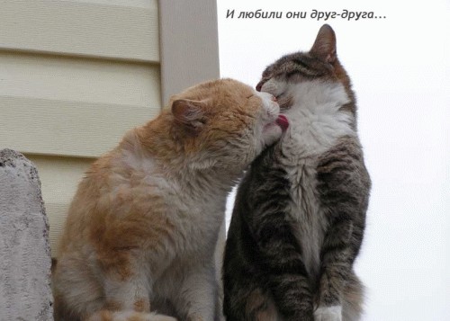 Котосказка на вторник (22 эпизода КПМ)