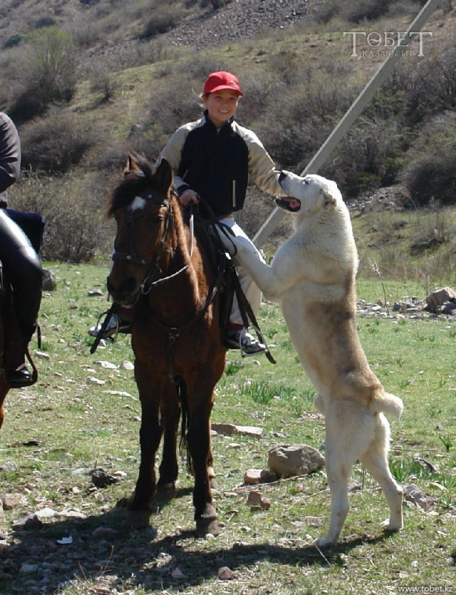 Алабай, год назад и сейчас