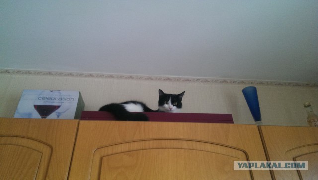 Котопрятки