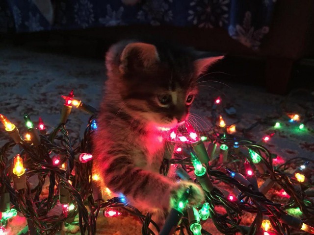Коты из сети