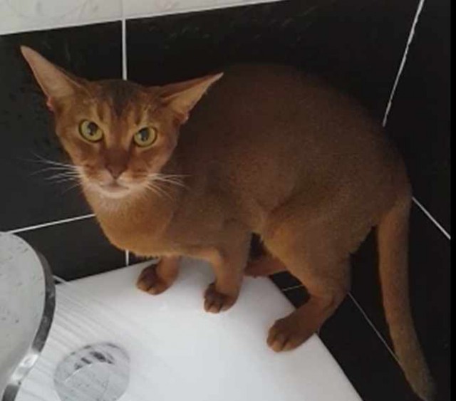 Коты и Кошки