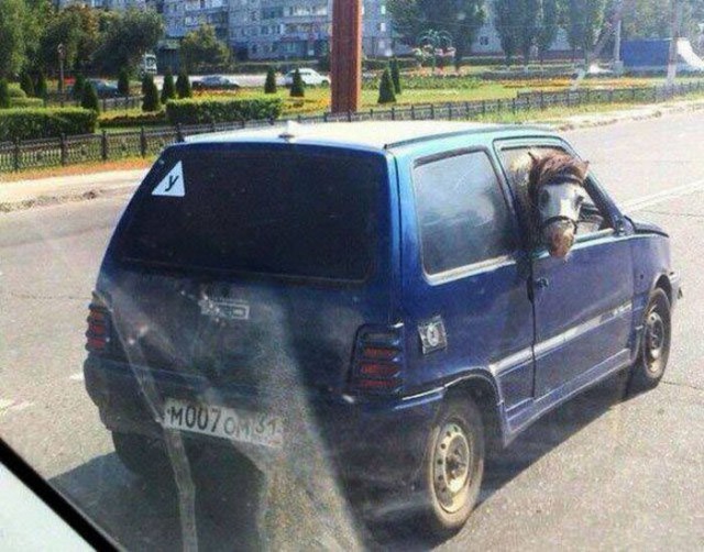 Подборка безудержного веселья
