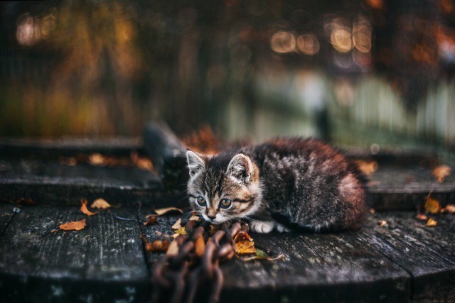 Коты и Кошки